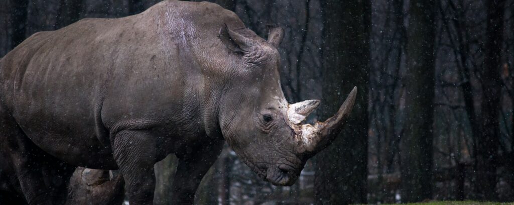 gray rhinoceros standing