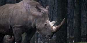 gray rhinoceros standing