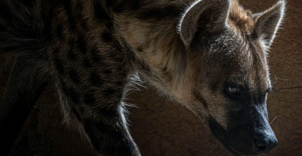 gray wolf