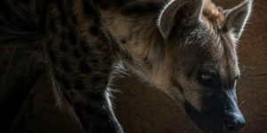gray wolf